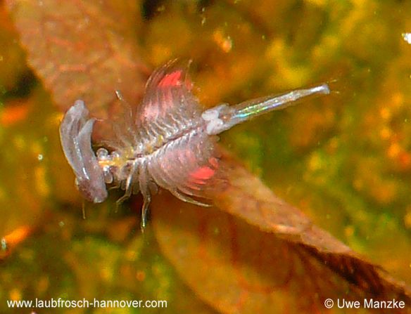 Artemia sp. © U. Manzke