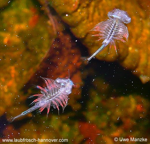 Artemia sp. © U. Manzke