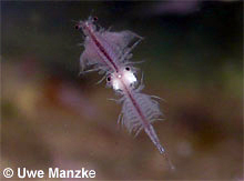 Artemia sp. © U. Manzke pic