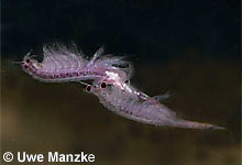 Artemia sp. © U. Manzke pic