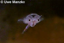 Artemia sp. © U. Manzke pic