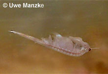 Artemia sp. © U. Manzke pic
