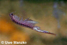 Artemia sp. © U. Manzke pic