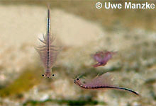 Artemia sp. © U. Manzke pic