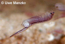 Artemia sp. © U. Manzke pic
