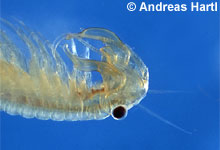 Branchipus schaefferi © A. Hartl pic