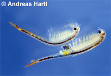 Branchipus schaefferi © A. Hartl pic