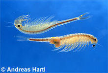Branchipus schaefferi © A. Hartl pic