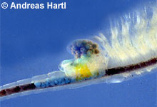 Branchipus schaefferi © A. Hartl pic