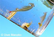 Branchipus schaefferi © U. Manzke pic