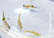 Branchipus schaefferi © U. Manzke pic