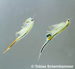 Branchipus schaefferi © T. Schernhammer pic