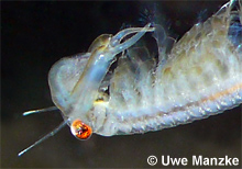 Chirocephalus diaphanus © U.Manzke pic