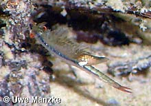 Chirocephalus diaphanus © U.Manzke pic