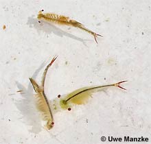 Chirocephalus diaphanus © U.Manzke pic