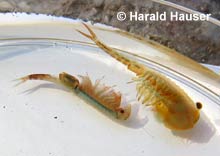 Eubranchipus grubii © H. Hauser Eubranchipus grubii © H. Hauser