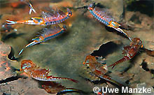 Frühjahrs-Feenkrebs Eubranchipus grubii © U. Manzke Frühjahrs-Feenkrebs Eubranchipus grubii © U. Manzke