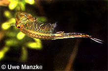 Eubranchipus grubii © U. Manzke Eubranchipus grubii © U. Manzke