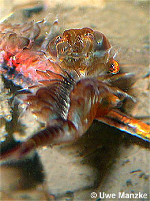 Eubranchipus grubii © U. Manzke pic
