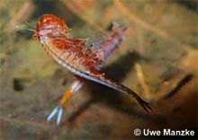 Eubranchipus grubii © U. Manzke pic