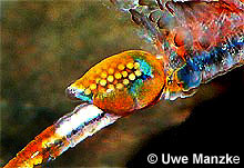 Eubranchipus grubii © U. Manzke pic