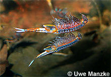 Eubranchipus grubii © U. Manzke pic