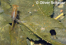 Eubranchipus grubii © O. Schaper Eubranchipus grubii © O. Schaper