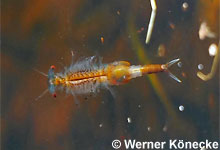 Eubranchipus grubii © W. Könecke Eubranchipus grubii © W. Könecke