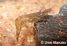 Atyaephyra desmaresti © U. Manzke