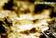 Atyaephyra desmaresti © U. Manzke