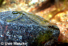 Atyaephyra desmaresti © U. Manzke