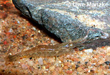 Atyaephyra desmaresti © U. Manzke