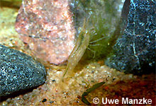 Atyaephyra desmaresti © U. Manzke