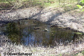 Eubranchipus grubii © O. Schaper Eubranchipus grubii © O. Schaper