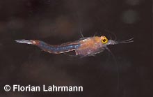 Hemimysis anomala © F. Lahrmann Hemimysis anomala © F. Lahrmann