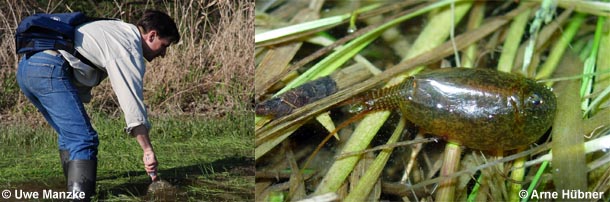 Suche nach dem Schuppenschwanz Lepidurus apus mit dem Küchensieb © A. Hübner, U. Manzke