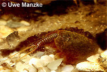Lepidurus apus © U. Manzke pic