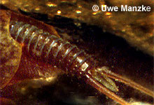 Lepidurus apus © U. Manzke pic