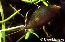 Lepidurus apus © U. Manzke pic