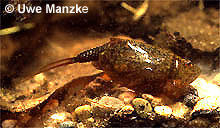 Lepidurus apus © U. Manzke pic
