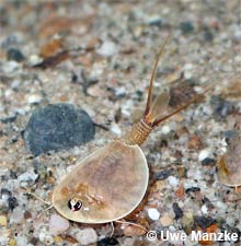 Lepidurus extensus © U. Manzke pic