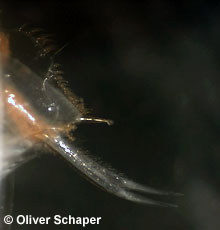 Limnadia lenticularis © O. Schaper pic