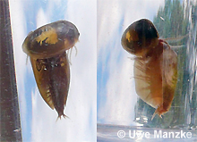 Leptestheria dahalacensis © U. Manzke pic