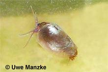 Leptestheria dahalacensis © U. Manzke pic