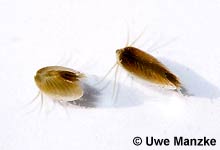 Leptestheria dahalacensis © U. Manzke pic