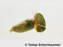 Leptestheria dahalacensis © T. Schernhammer pic