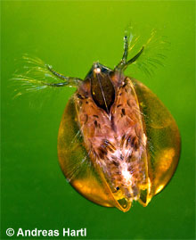 Limnadia lenticularis © A. Hartl pic