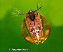 Lynceus brachyurus © A. Hartl Lynceus brachyurus © A. Hartl