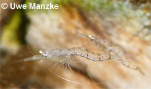 Neomysis integer © U. Manzke Neomysis integer © U. Manzke
