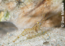 Palaemon sp. © U. Manzke Palaemon sp. © U. Manzke